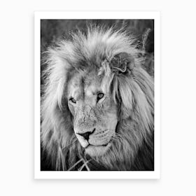 Lion Male Art Print