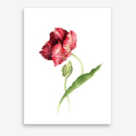 Tulpe Art Print