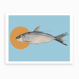 Curious Fish Art Print