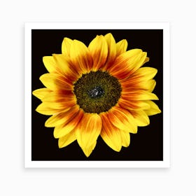 Mahogany Sunflower Square Art Print