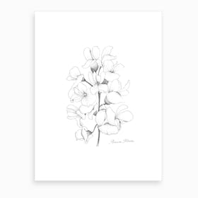 Acacia Flower Art Print