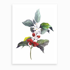 Botanical Illustration   Coffea Arabica Art Print