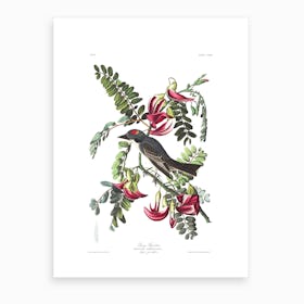 Piping Flycatcher Art Print