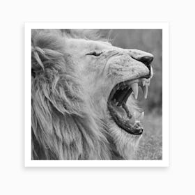 White Lion Yawning Square Art Print
