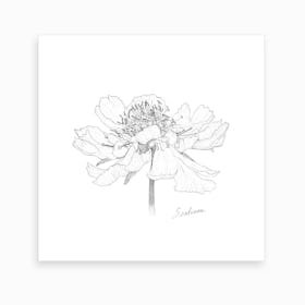 Scabiosa 2 Art Print