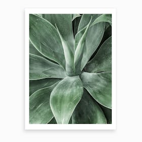 Cacti III Art Print