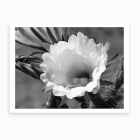 Cactus Blossom Art Print