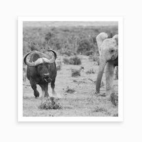 Elephant And Buffalo Art Print