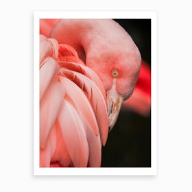 Pink Flamingo Close Up Photo Art Print