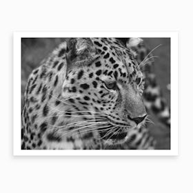 Leopard Portrait Art Print