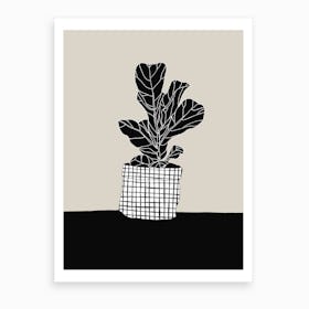 Ficus Lyrata Art Print