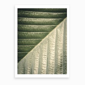 Palm Leaf Ii Art Print
