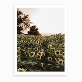 Sunflower Fields Art Print