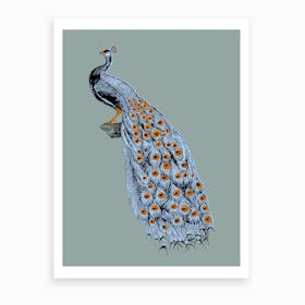 Blue Peacock Art Print