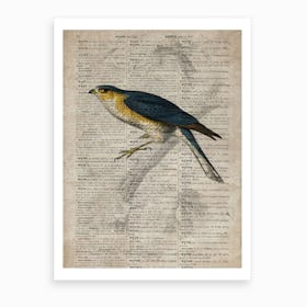 Sparrowhawk Dictionnaire Universel Dhistoire Naturelle  Art Print