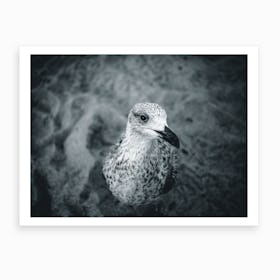 Seagull V Art Print