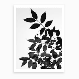 Black Leaves Art Print