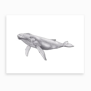 Humpback Whale Art Print