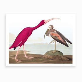 Scarlet Ibis Final Art Print