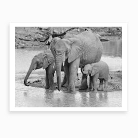 Elephants At The River Art Print
