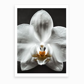 Orchid Iv Art Print