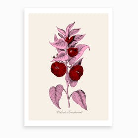 Red And Pink Art Print