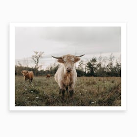 Highland Cows In The Meadow Art Print