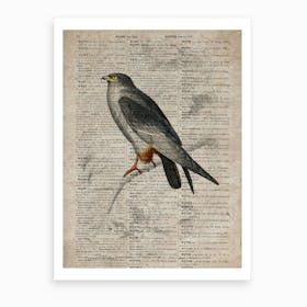 Falcon Dictionnaire Universel Dhistoire Naturelle  Art Print