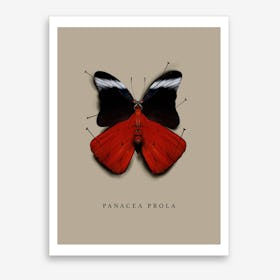 Butterfly No3 Art Print