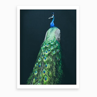 Peacock I Art Print