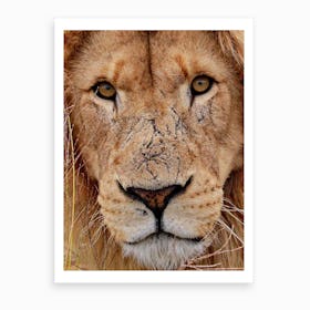 Lion Face Color Art Print