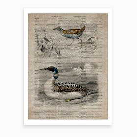 Baillons Crake And Duck Dictionnaire Universel Dhistoire Naturelle  Art Print