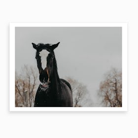 Horse And Snow 3 Art Print
