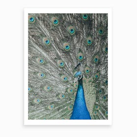 Peacock II Art Print