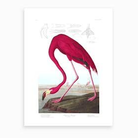 American Flamingo I Art Print