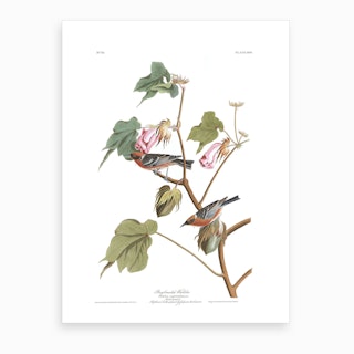 Bay Breasted Warbler Art Print