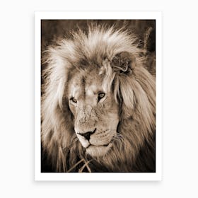 Lion King Sepia Art Print