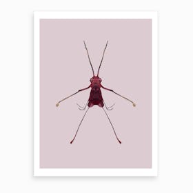 Coleoptera Art Print