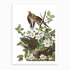 Carolina Pigeon Art Print