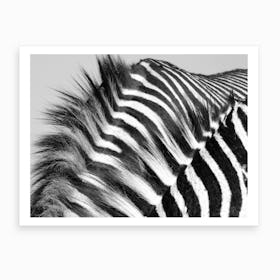 Two Zebra Males Art Print