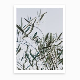 Olive Tree I Art Print