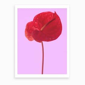 Anthurium III Art Print