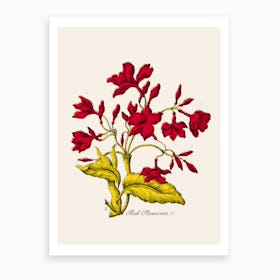 Red Plumeria Art Print