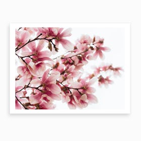 Magnolia Blossoms Art Print