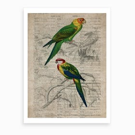 Parakeet Dictionnaire Universel Dhistoire Naturelle  Art Print