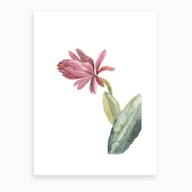 Botanical Illustration Pink Cactus Flower Art Print
