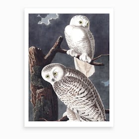 Snowy Owl Art Print