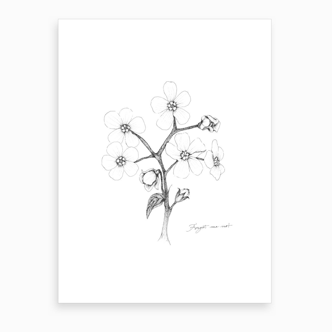 Forget Me Not Art Print By Daniela Pisani Fy Forget Me Not Art Print By Daniela Pisani Fy