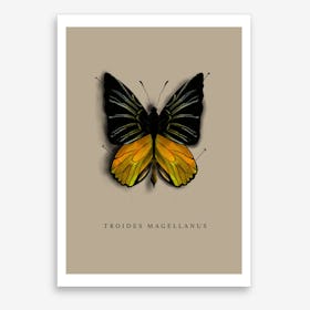 Butterfly No7 Art Print