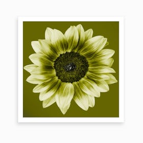 Olive Green Sunflower Square Art Print